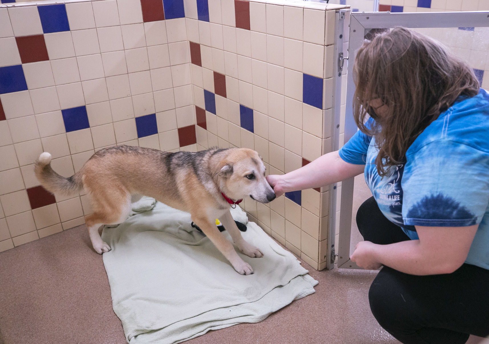 Cedar bend humane society clearance dogs