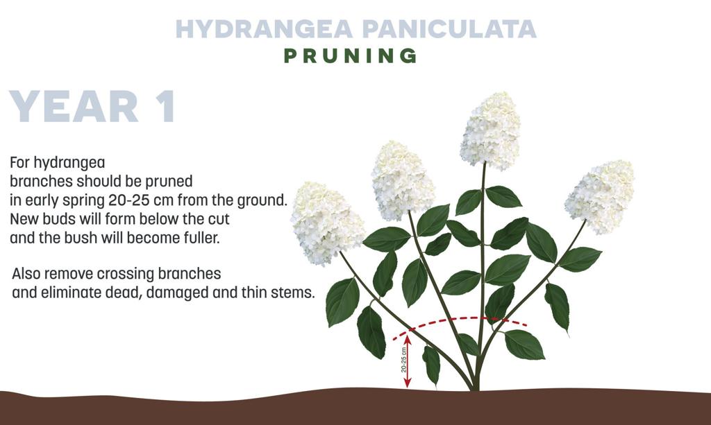 To Prune Or Not To Prune That S The Question For Hydrangeas Garden Wcfcourier Com