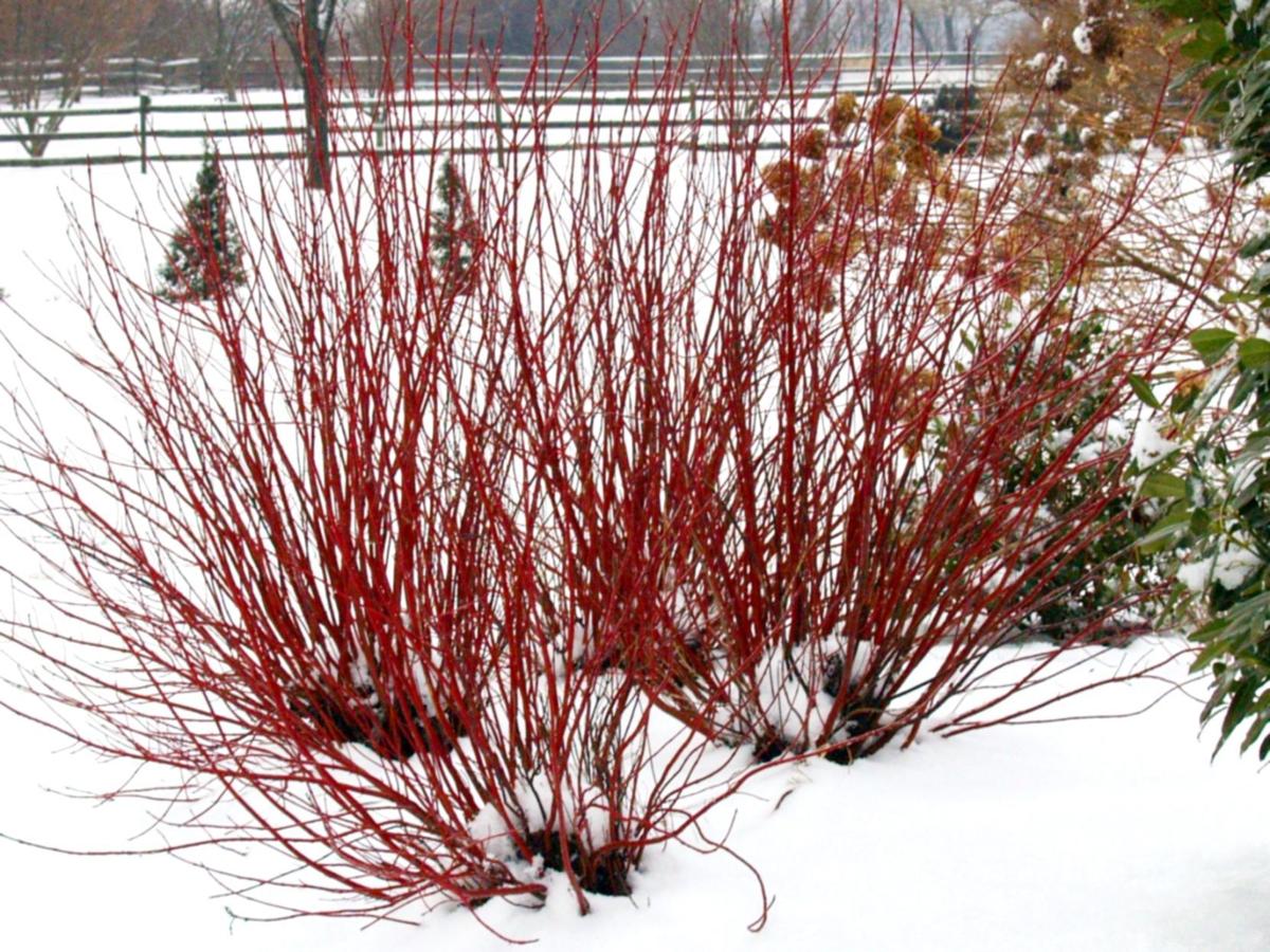 Plant Dogwoods To Make Winter Interesting Garden Wcfcourier Com