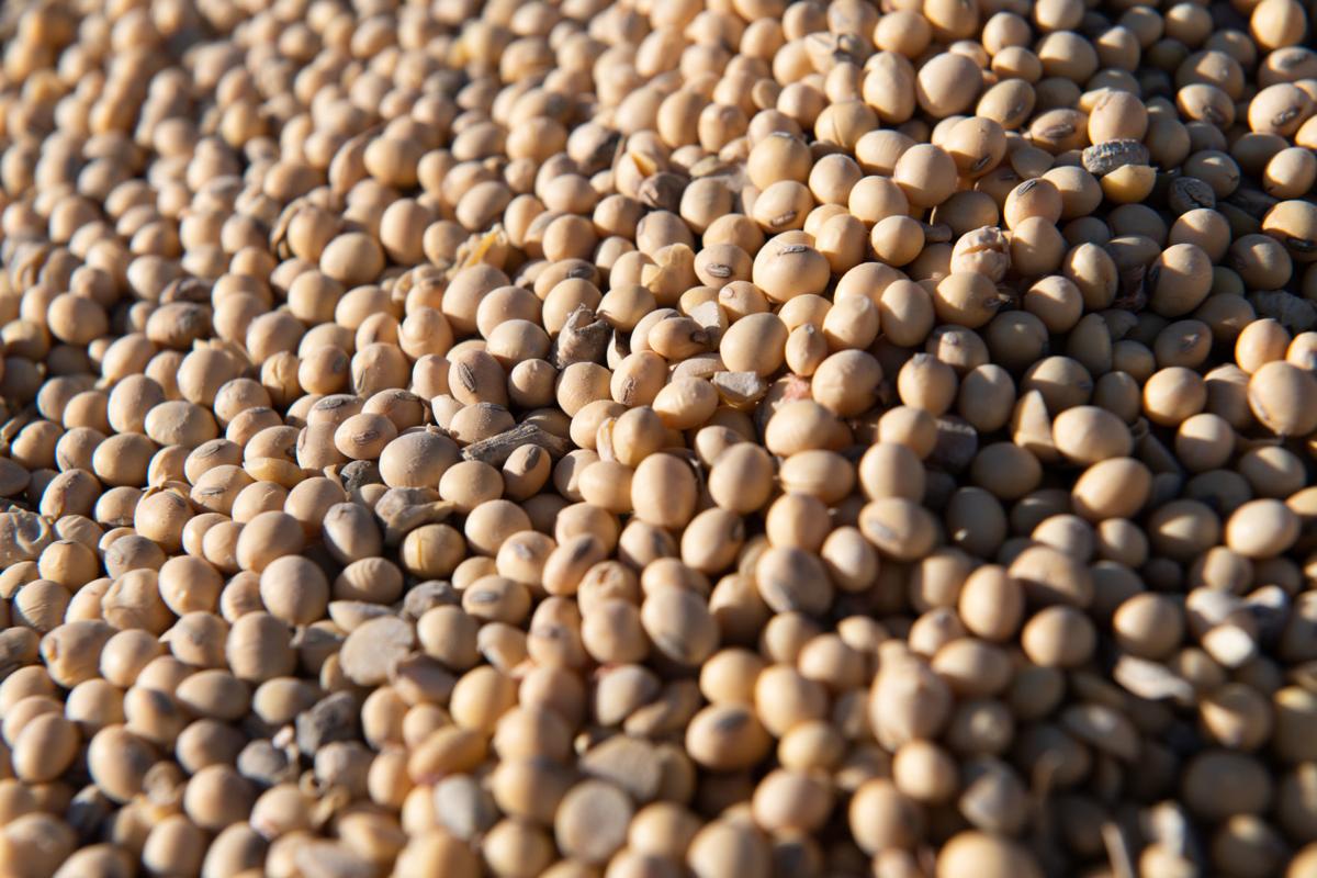 Bushels of trouble Soybean prices drop to lowest in 11 years