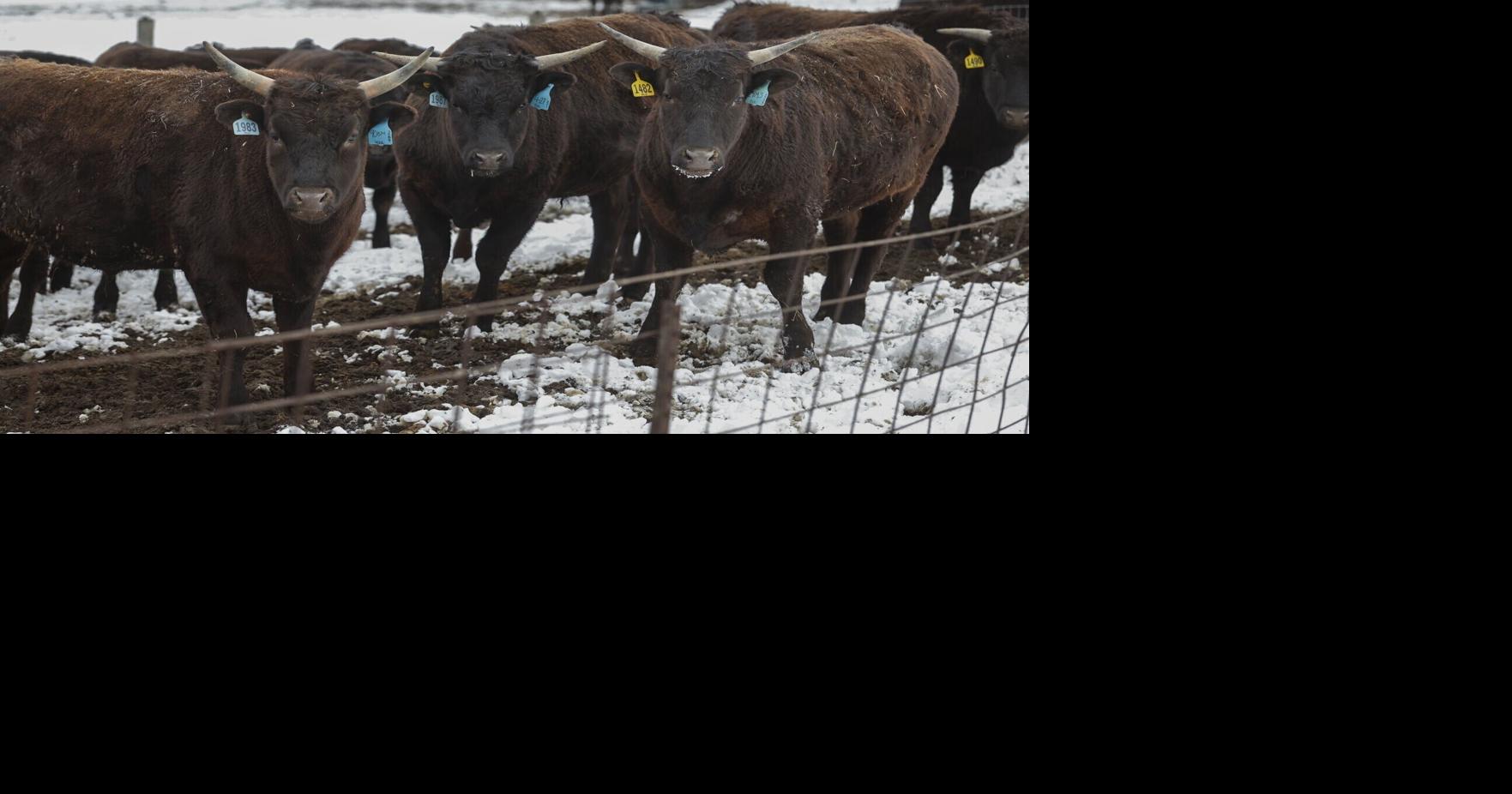 Iowa Republicans urge Trump to expand U.S. beef markets