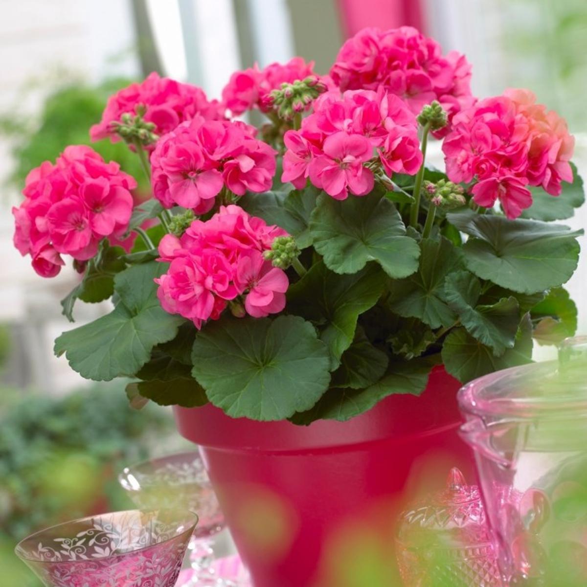 By Any Other Name Colorful Long Lasting Geraniums Are No Fuss Fun Gardening Wcfcourier Com