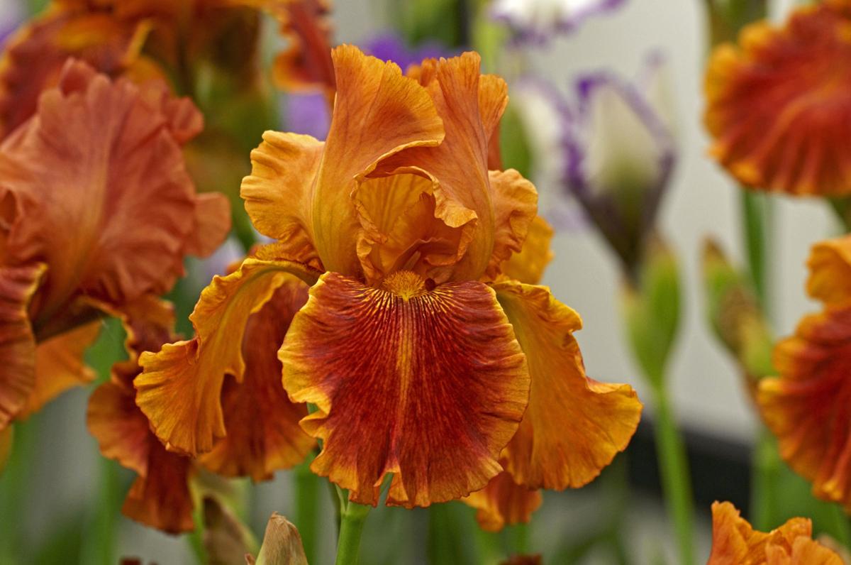 Make more bearded irises by dividing and transplanting ...