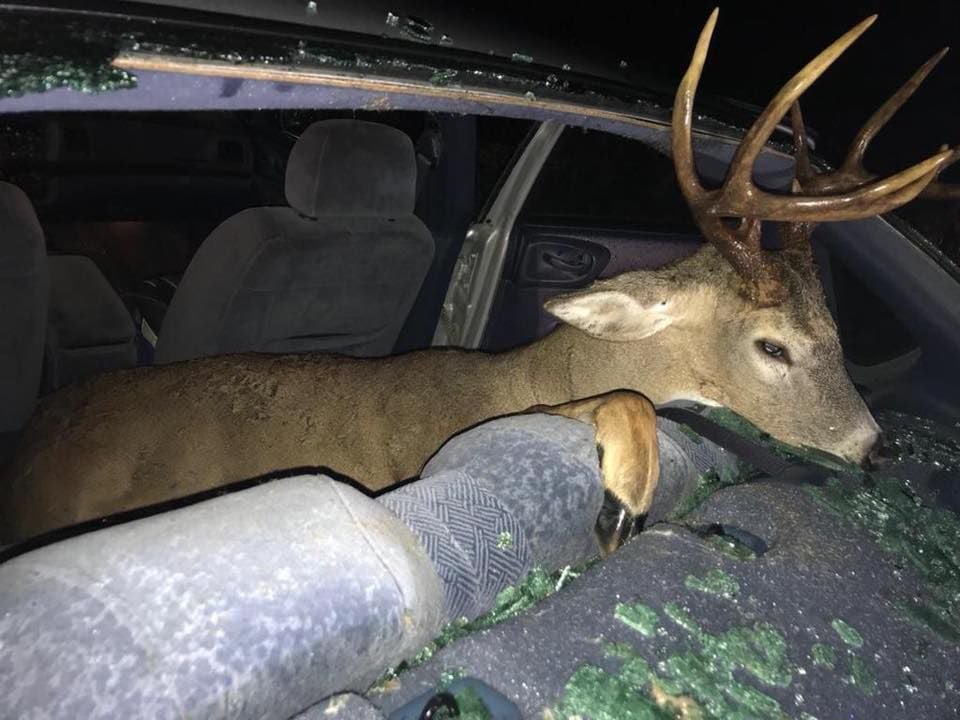 Deer ends up inside car in Friday crash Local News