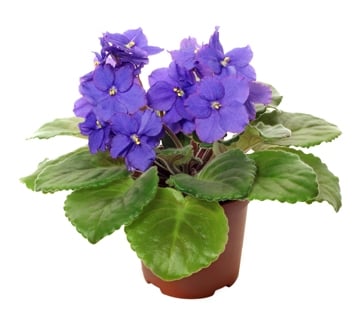 No Shrinking Violets: Transplanting Tips Make Finicky Plant Easy To 