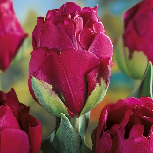 Delightful fragrance: Tulips make 'scents' in the spring garden