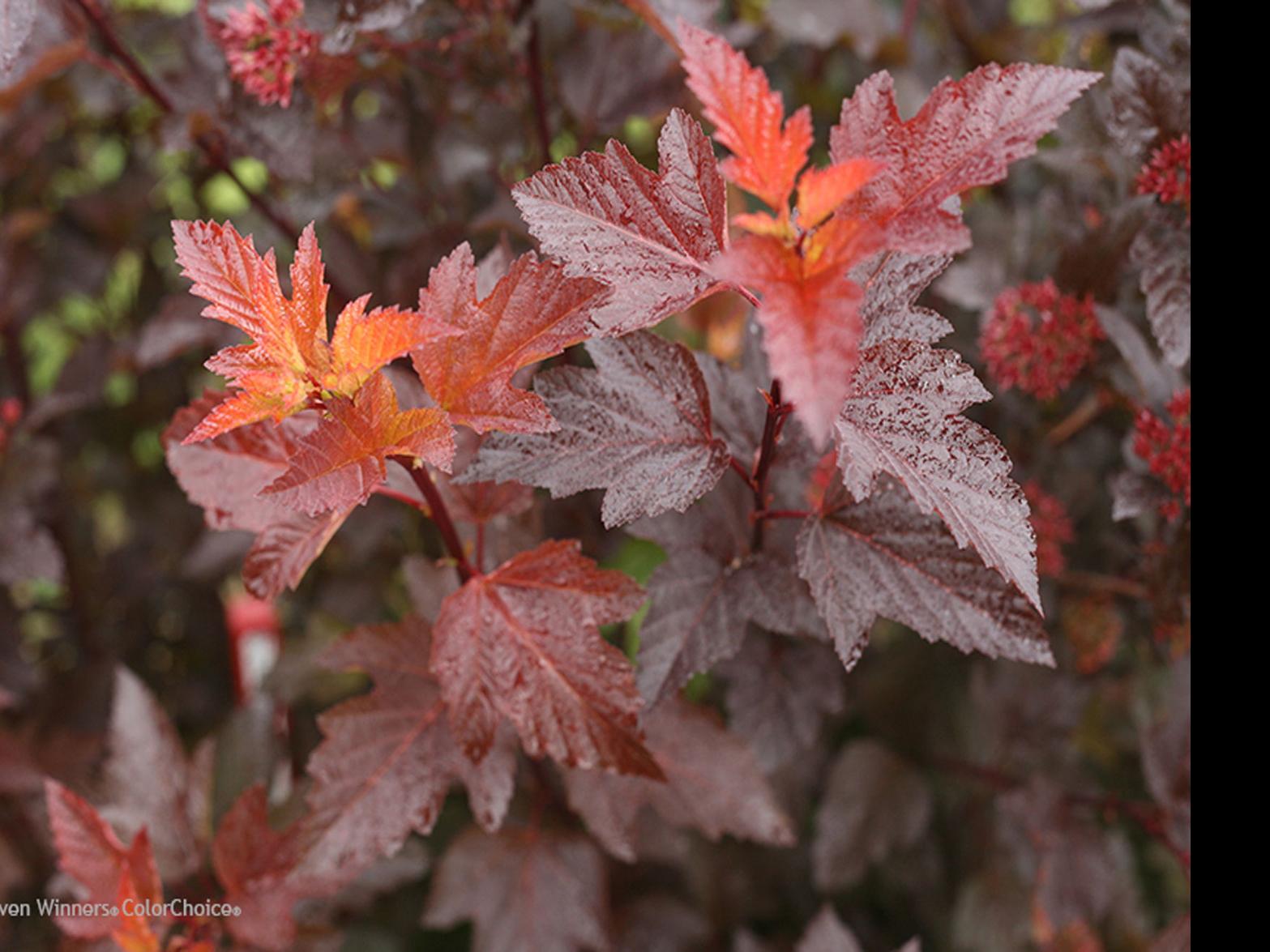 Go Native With Newer Ninebark Shrub Varieties Lifestyles Wcfcourier Com
