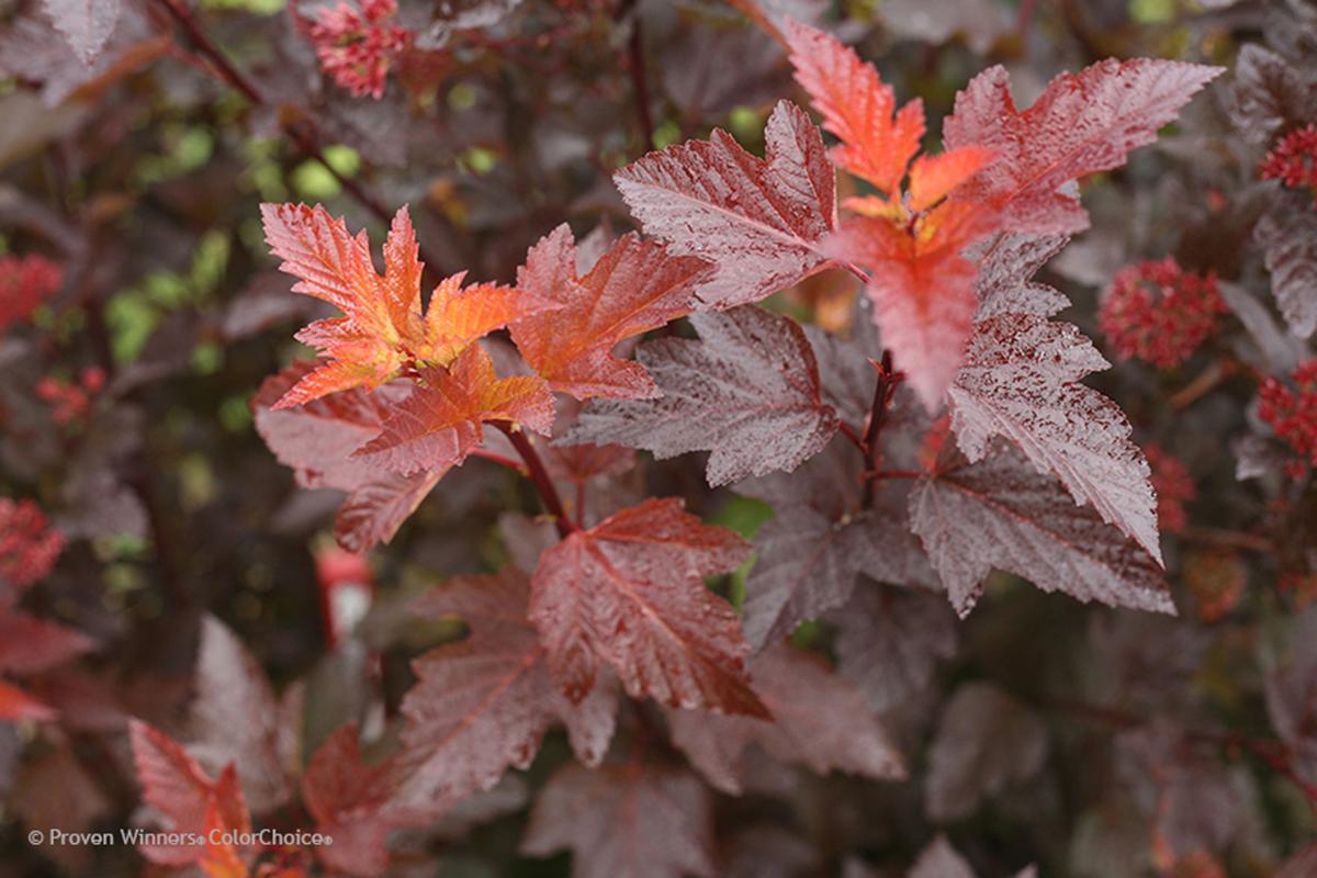 Go Native With Newer Ninebark Shrub Varieties Lifestyles