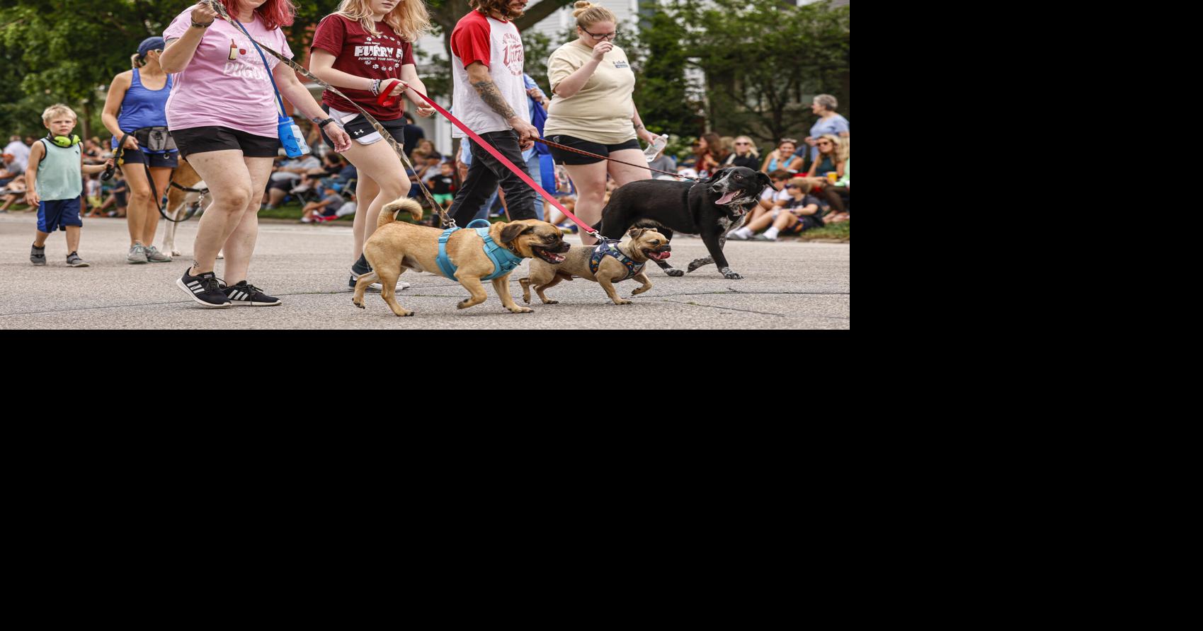 ‘Dog Days of Summer’ adoption special under way at Cedar Bend Humane Society