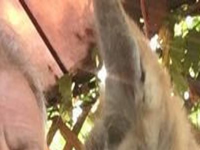 Waterloo Man Fights To Retain Emotional Support Coyote Crime And