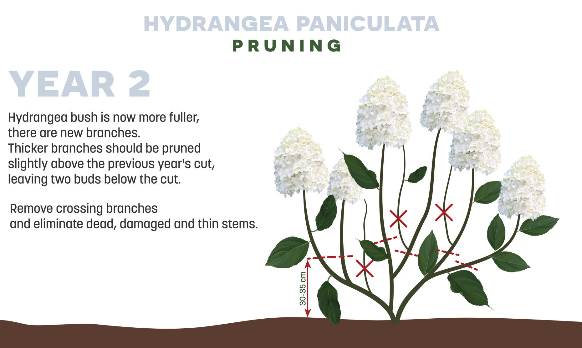 To Prune Or Not To Prune That S The Question For Hydrangeas Garden Wcfcourier Com