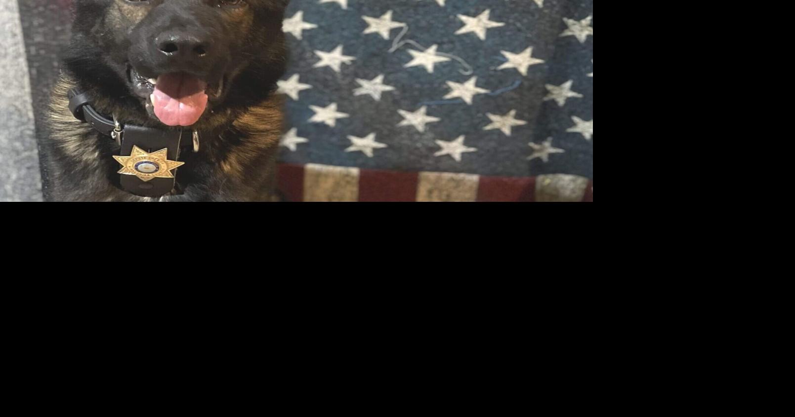 Winneshiek Cty K-9 deputy credited w biting shotgun from man’s hand