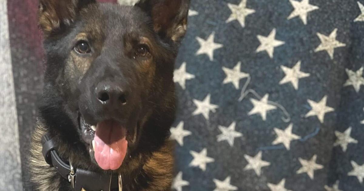 Winneshiek Cty K-9 deputy credited w biting shotgun from man’s hand