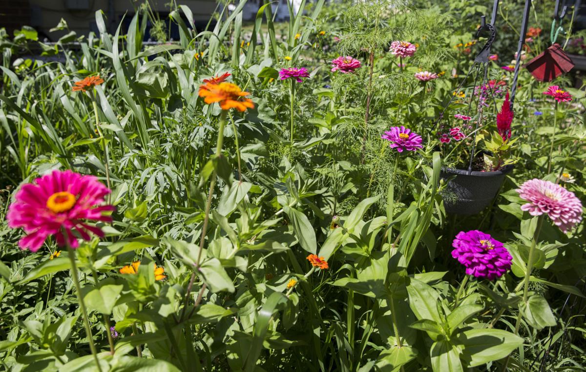 Waterloo couple raising monarch butterflies in backyard Local News