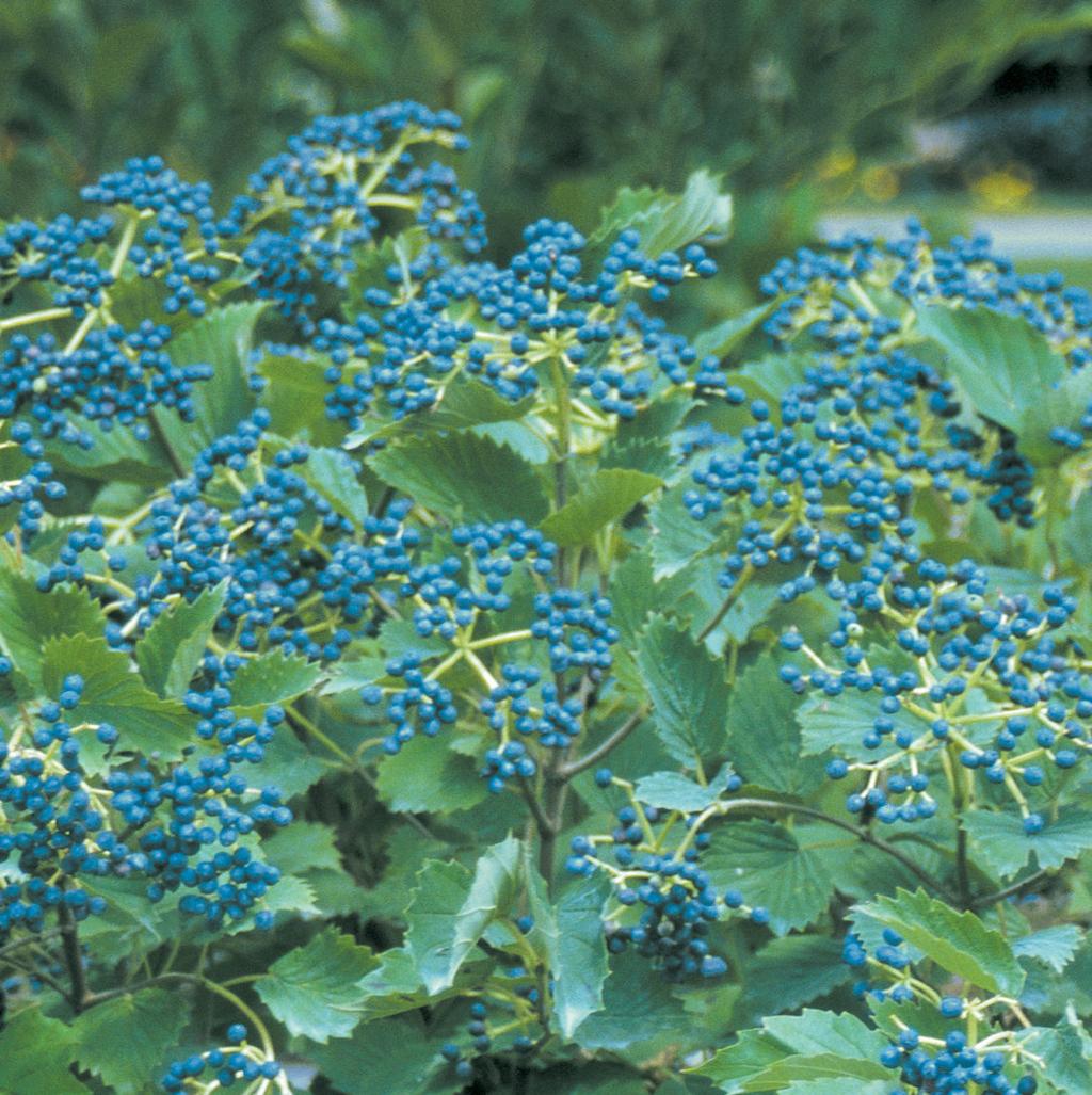 6 Berry Good Shrubs For Winter Interest Wcfcourier Com