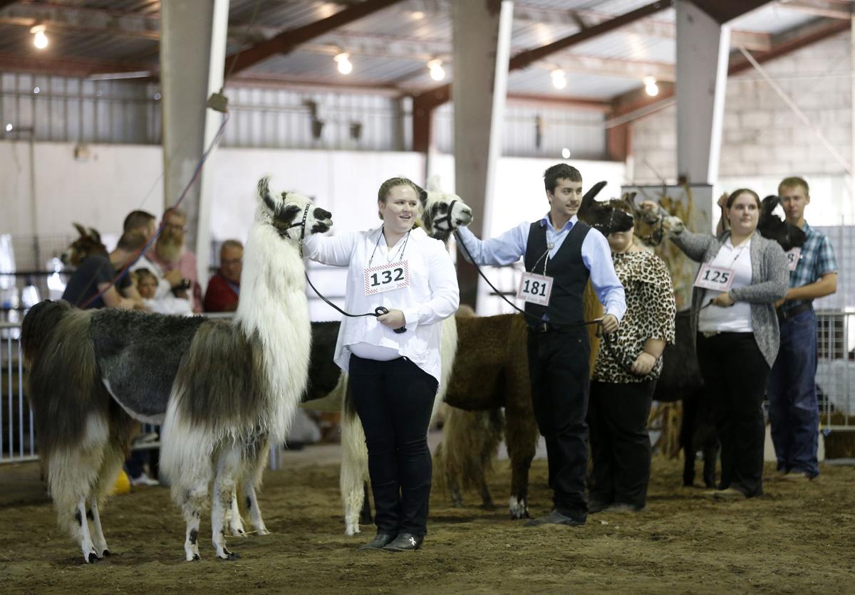 Photos National Cattle Congress 2016 Photo Galleries
