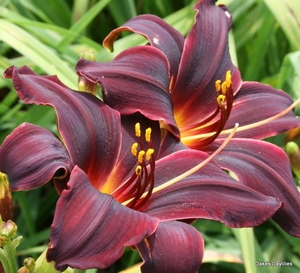 Eye candy: Make more daylilies by digging, dividing