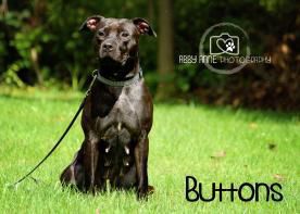 Buttons-dog.jpeg