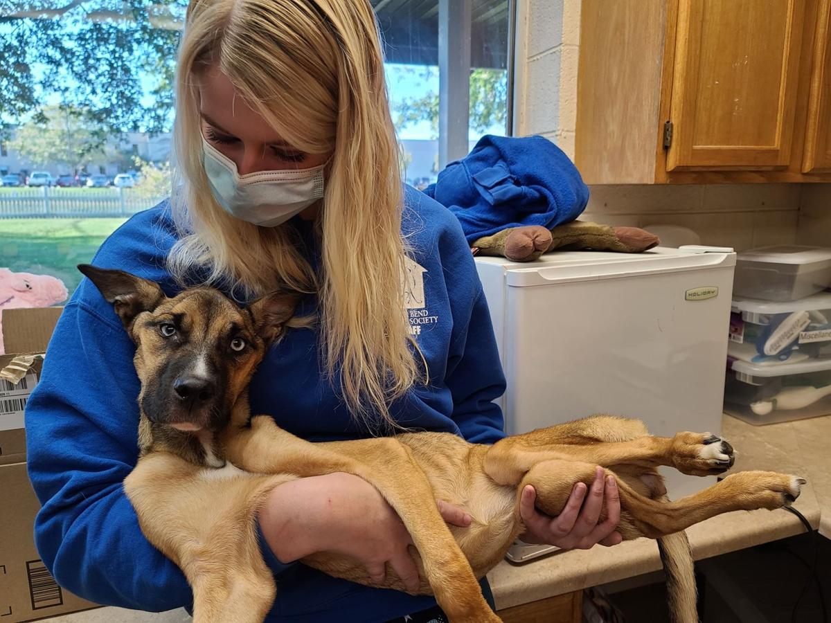 Cedar Bend Humane Society faces challenges to care for animals during