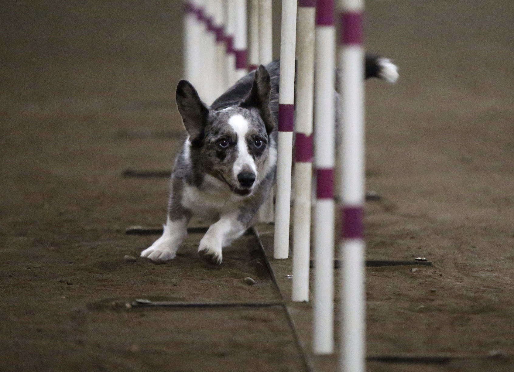 top agility dogs
