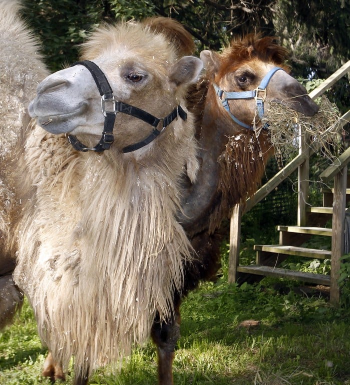 Bactrian camels on a road trip