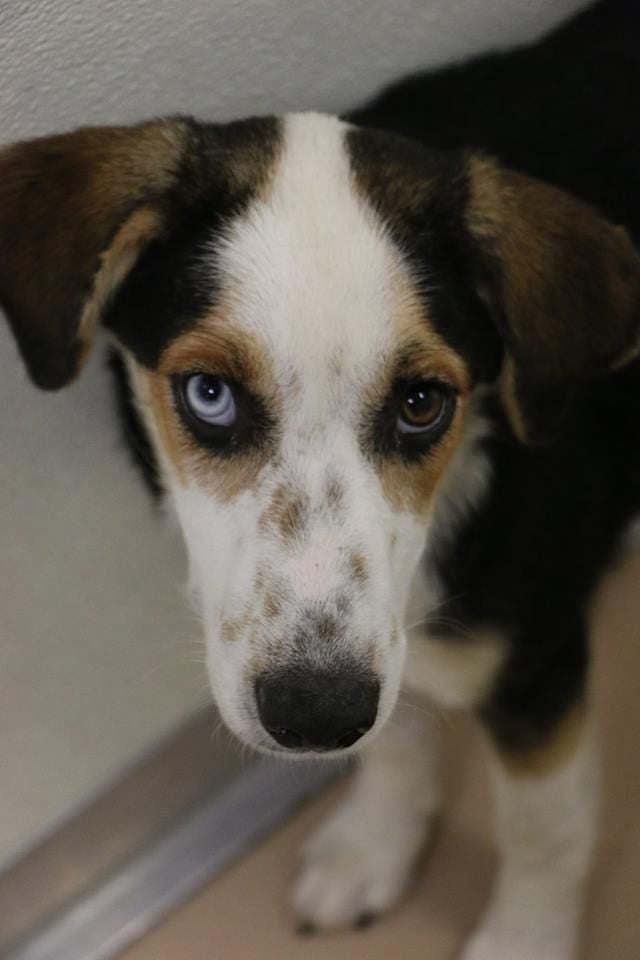 cedar bend humane society dogs