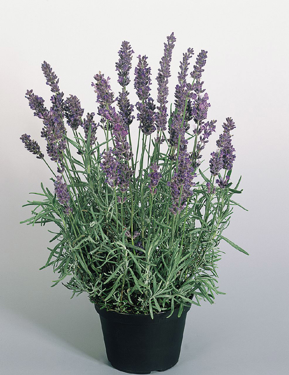 Fragrant English Lavender Makes Fragrant Garden Companion Garden Wcfcourier Com