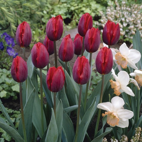 Delightful fragrance: Tulips make 'scents' in the spring garden