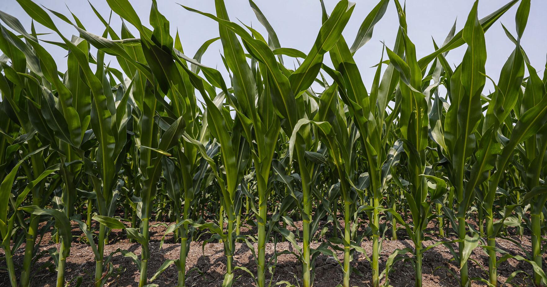 Weekend rain fell amid abnormally dry conditions for farmers - Vimarsana News
