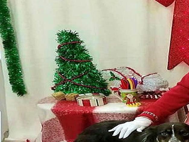 Home For The Holidays Adoption Event Set At Petsmart Local News Wcfcourier Com