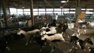 Dairy goat farmers not kidding around | Business - Local News