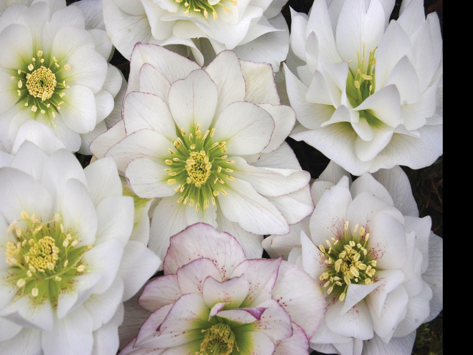 Go Treasure Hunting For Winter Blooming Winter Jewels Hellebores