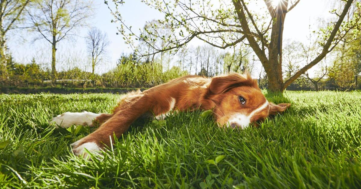 Can You Have a Lush Lawn and a Healthy Pet? Keeping lawn weed-free and green while keeping pet safe from toxins | Pets