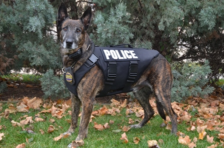 Waterloo police dogs get new protective vests