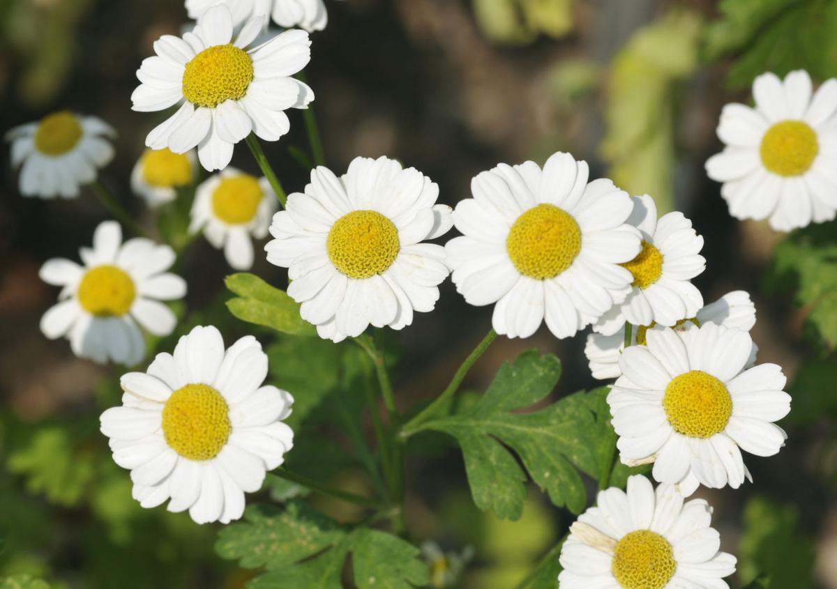 Flowering herbs like feverfew, chamomile worth growing for their looks