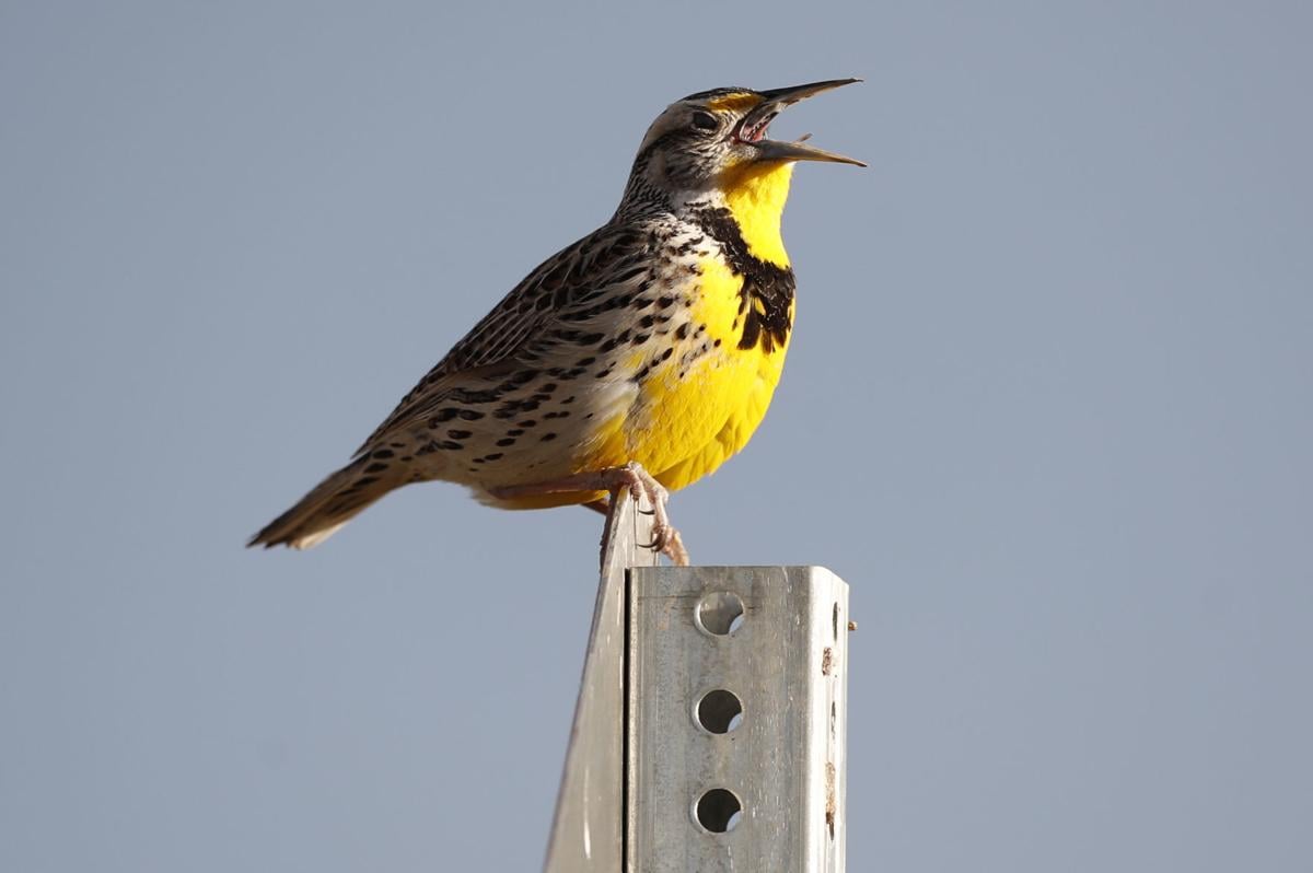 Billions Fewer Birds