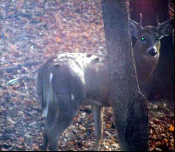Injured deer draws neighbors' sympathy