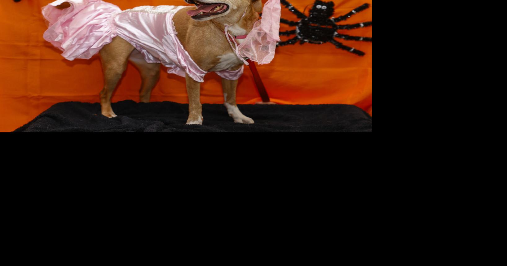 Happy Howl-o-ween! Meet nine costumed dogs ready for their new home