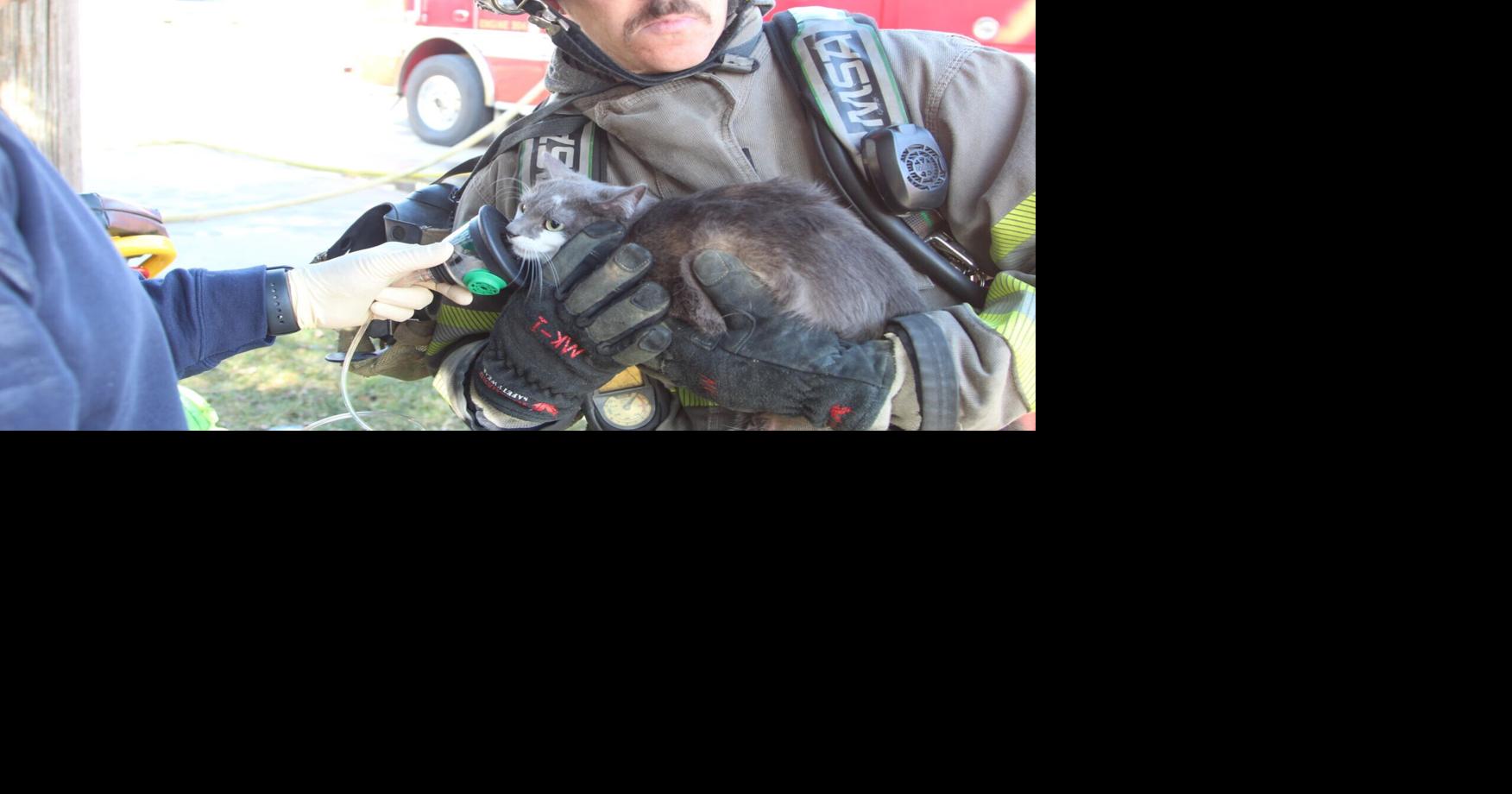 Cat rescued from burning house in Waterloo