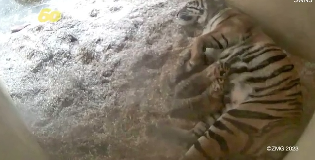 Memphis Zoo announces birth of tiger cubs