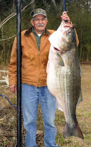 Record striped bass tips scales at nearly 70 lbs.