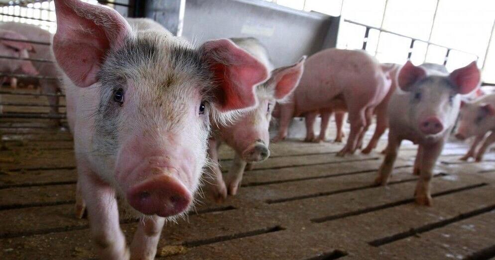 Iowa AG opposes Massachusetts law regulating pork - Vimarsana News