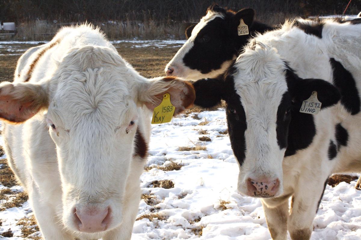 011421kg-dairy-farm-4