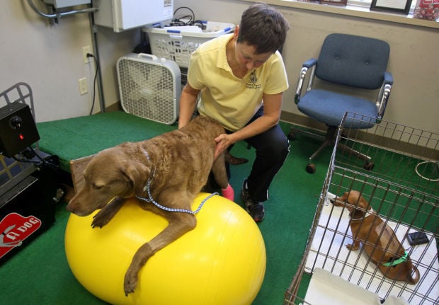 A real treat: Dogs prove good patients at physical rehab