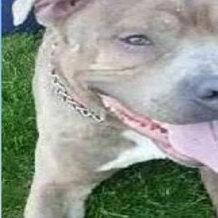 pit bull taken from from charles city