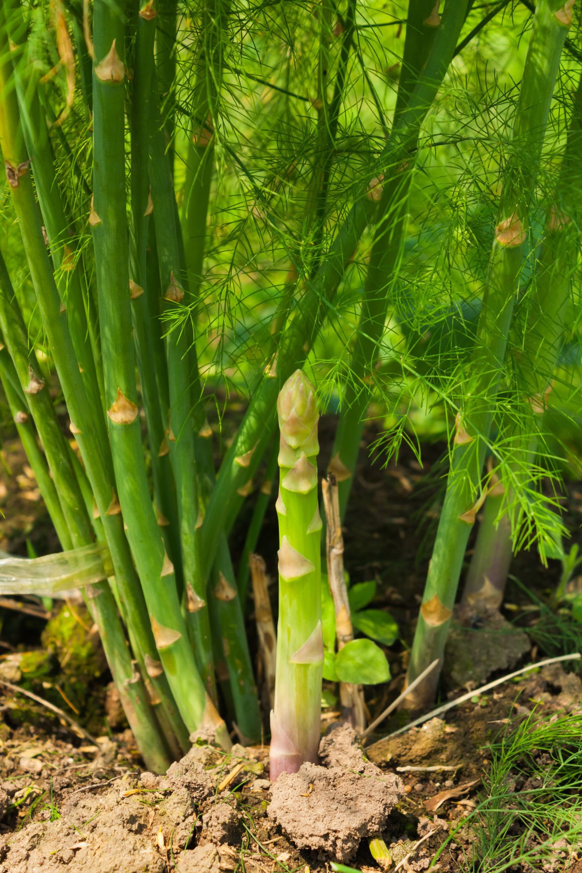 If it's spring in Iowa, there must be asparagus | Garden | wcfcourier.com