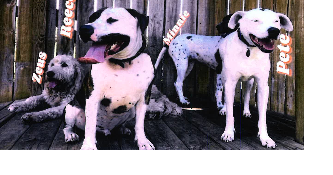 Appeals court sides w city in Cedar Falls dog-bite case