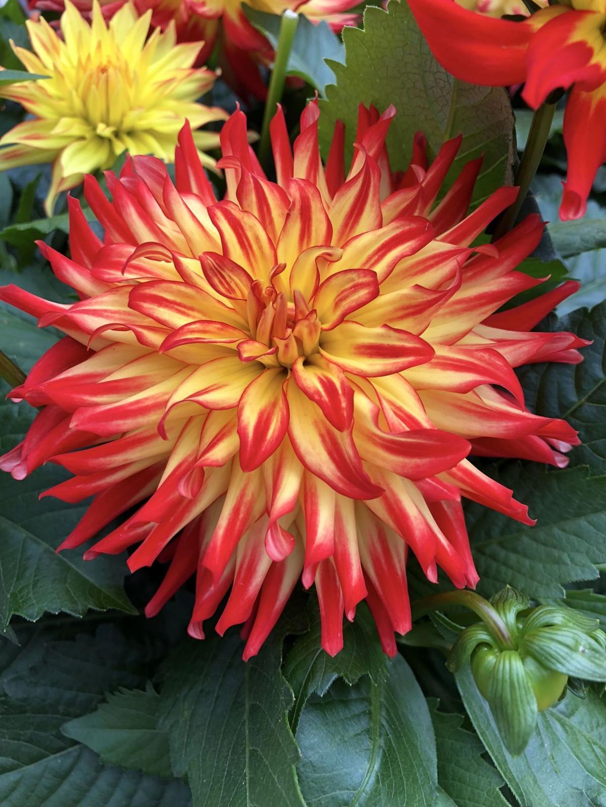 Can it already be too late to plant dahlias? Nope