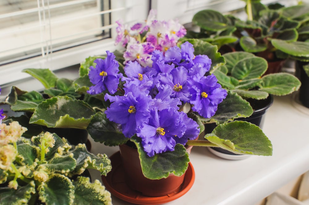 African violets still a collectible house plant  Garden  wcfcourier.com