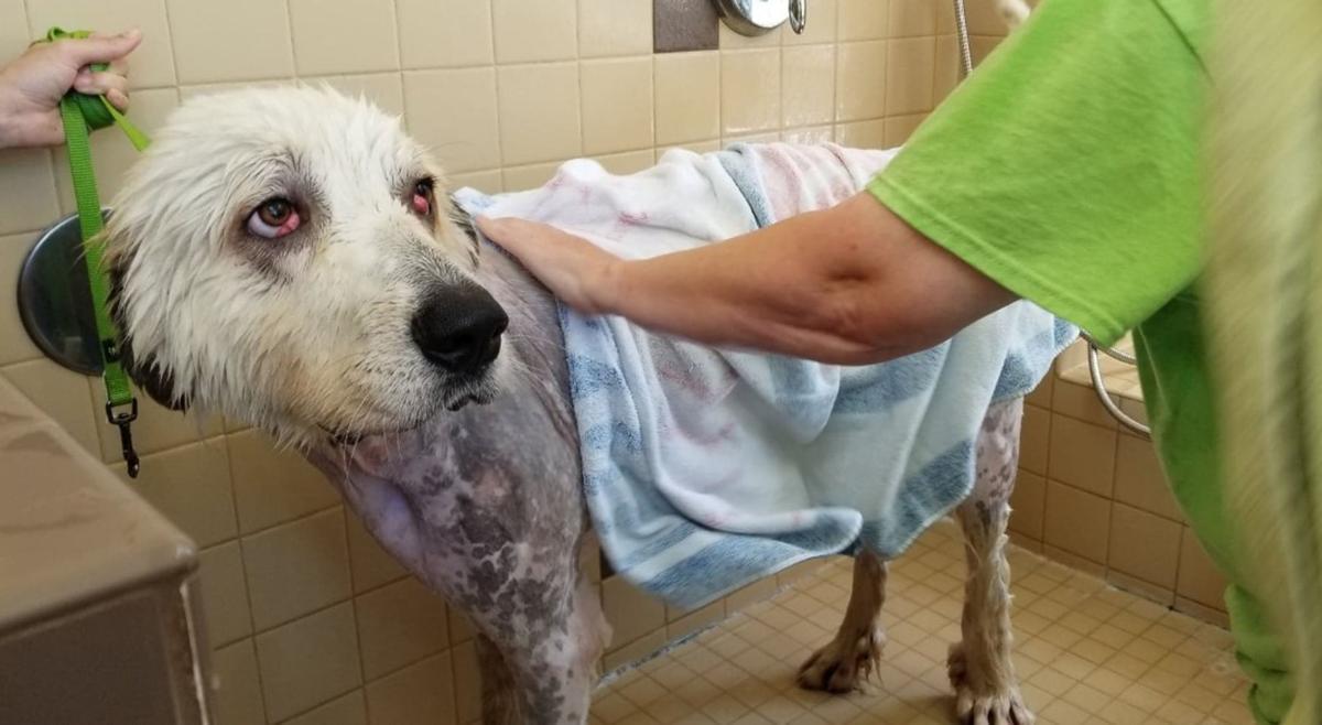 Shiloh The Rescued Great Pyrenees Pup Sets Off For His New Home Local News Wcfcourier Com